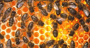 Honey makes the world go ’round