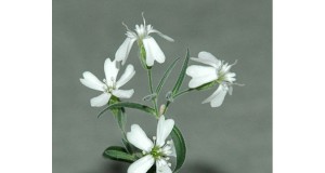 It’s Alive! Pleistocene Plant Blooms Again