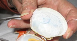 Clammed up: Digging for local, sustainable protein on a muddy beach