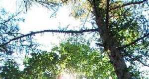 Communities help pay for ecosystem services provided by forests