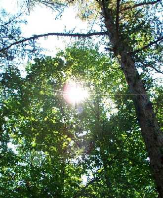 Communities help pay for ecosystem services provided by forests