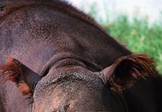 Concern Over Rare Rhino Rouses Clean Energy Drive in Malaysia