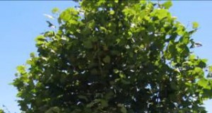 Loss of City Trees Costs Billions