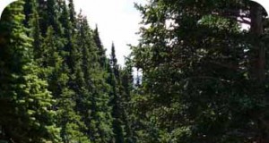 US Mountain Bike Trail Stats: The West and States with Mountains Rule