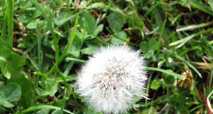 Farmers Face Tough Choice On Ways To Fight New Strains Of Weeds