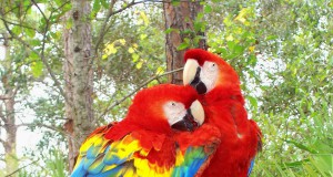 Climate change could cause 900 bird extinctions