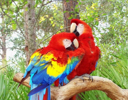 Climate change could cause 900 bird extinctions