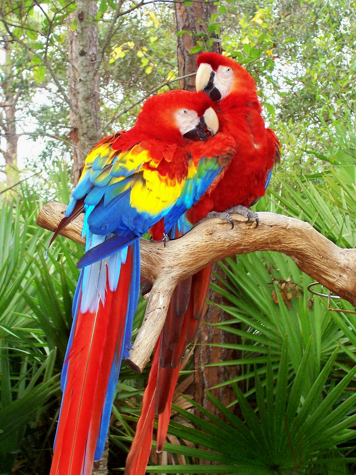 Climate change could cause 900 bird extinctions