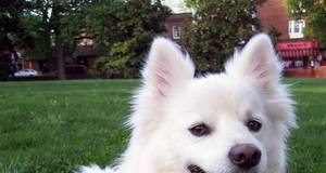 PETA’s Terrible, Horrible, No Good, Very Bad History of Killing Animals