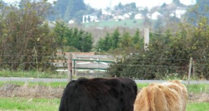 Home on the range: Can grass-based ranching be scaled up sustainably?