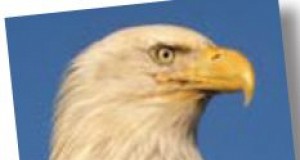 A little extinction is OK