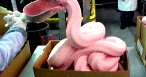 The man who blew the whistle on ‘pink slime’