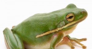 Pine beetles appear to share Santorum’s views on sex