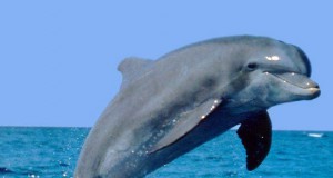 Gulf Oil Spill Continues to Impact Dolphins