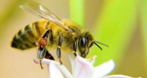 Beekeepers to EPA: We’re running out of time