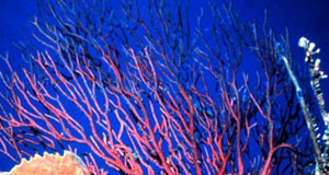 Unprotected Coral Harbor Herpes