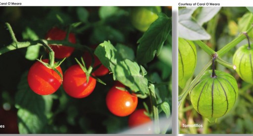 Digging in to organic gardening