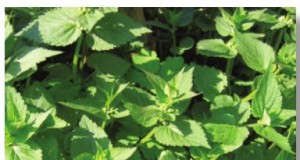 Stop sniffling and sneezing