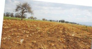 Energy companies outbid farmers for water