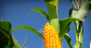 USDA to Decide Imminently on ‘Agent Orange’ Corn