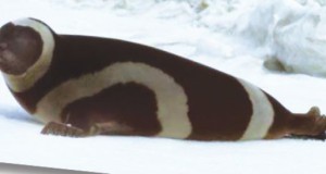 Boreal Toad one hop closer to protection