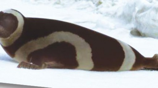 Boreal Toad one hop closer to protection