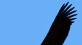 Controversial Wind Project Endangers California Condors and Golden Eagles