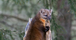 8-year-old environmentalist raises $250 in 12 hours after friends’ parents call her ‘stupid’ for caring