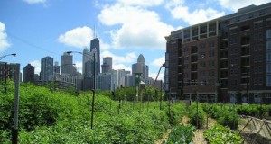 Urban Farming Is Growing a Green Future