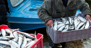 Scientists Urge Protection of Newly Open Arctic Fisheries