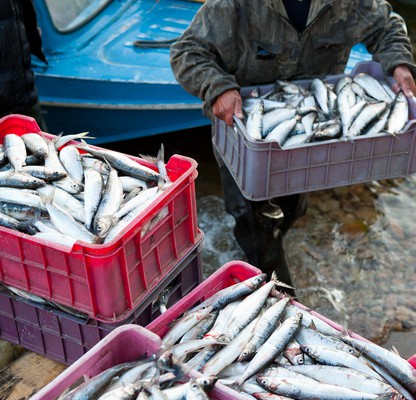 Scientists Urge Protection of Newly Open Arctic Fisheries