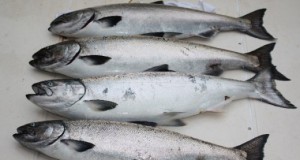 How catching salmon can save a forest