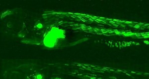 Fish Glow Green After Genetic Engineering