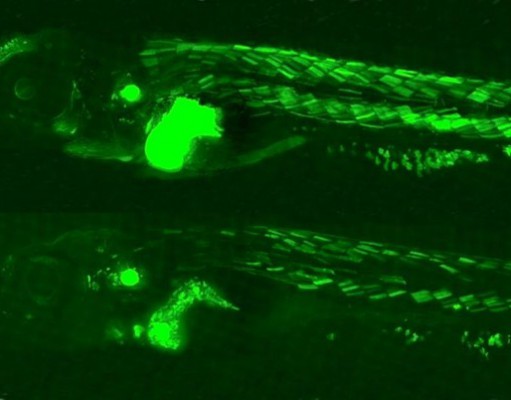 Fish Glow Green After Genetic Engineering