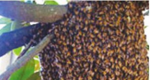 Nice title, terrible bill