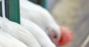 ‘Food, Inc.’ chicken farmer has a new, humane farm