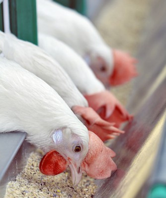 ‘Food, Inc.’ chicken farmer has a new, humane farm