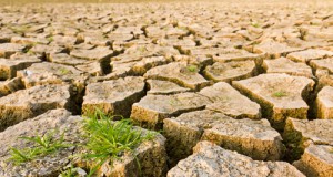 Scientists Race to Save World’s Rice Bowl From Climate Change