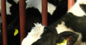 Do the feds care about antibiotics in animal feed?