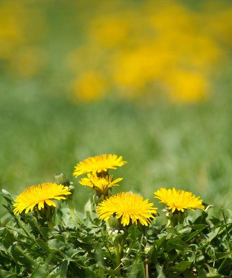 Could Superweeds Mean the End of Genetically Engineered Crops?