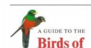 Tropical birds of Boulder