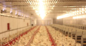 Electricity Generated from Chicken Waste Encourages Factory Farming and Pollutes Air