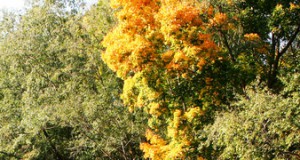 Coping with two-headed fish and other effects of selenium