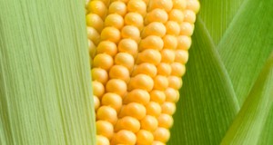 Tiny corn could be the next big thing
