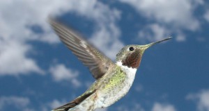 Catch a free ride between Lyons and Boulder