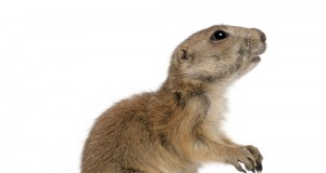 Prairie dog poisoning shows need for protection