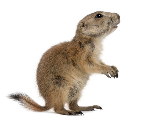 Prairie dog poisoning shows need for protection