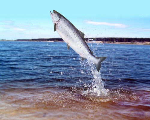 Sea sick: Another virus crashes Canada’s salmon farms