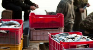 “Blue Jobs” Key to Future Fisheries