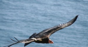 Guns don’t kill birds, bullets do